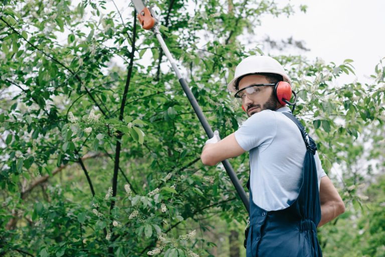Tree Lopping 101: When and Why to Prune Trees for Healthier Growth | BZ ...